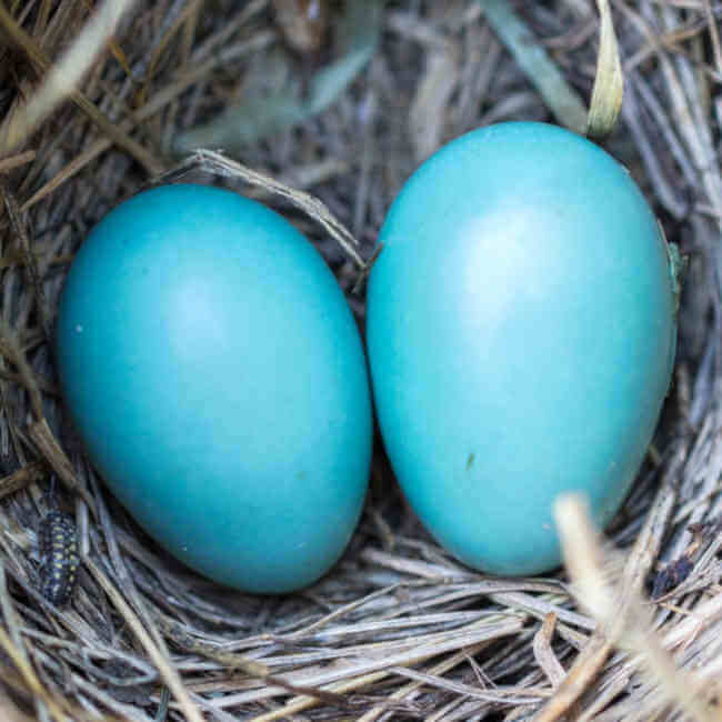 ¿Cómo saber si un huevo está bueno o no?