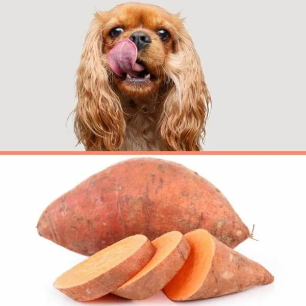 ¿Cuál es el índice glucémico de la batata?