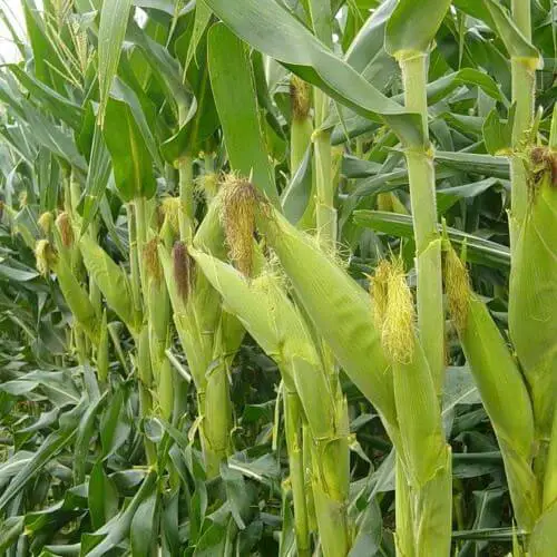¿Cuál es el valor nutritivo del maíz?