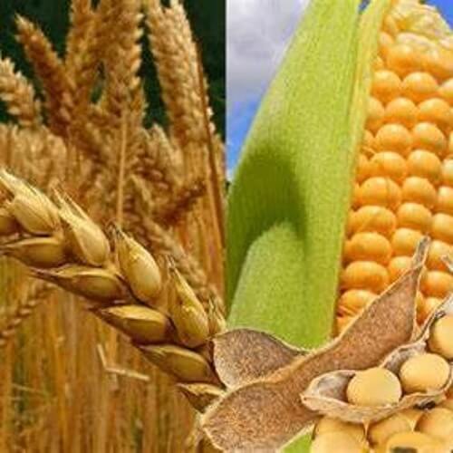 ¿Qué es mejor el trigo o maíz?