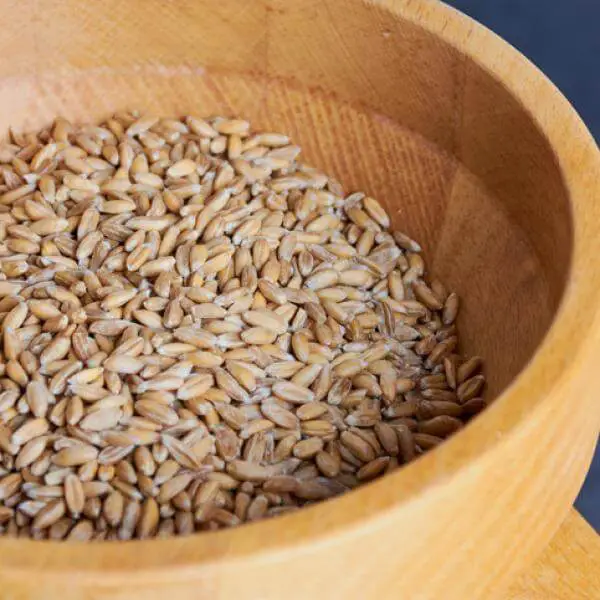 ¿Qué tiene más gluten La espelta o el trigo?
