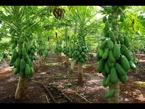 Aprende cómo se dice &#8216;papaya&#8217; en Colombia: conoce su significado en este artículo