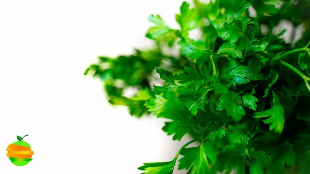 Descubre los usos de cilantro y perejil ¡Sorprendentes efectos!