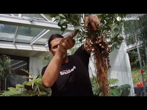 Descubre la sorprendente belleza de la planta de cacahuate en imágenes