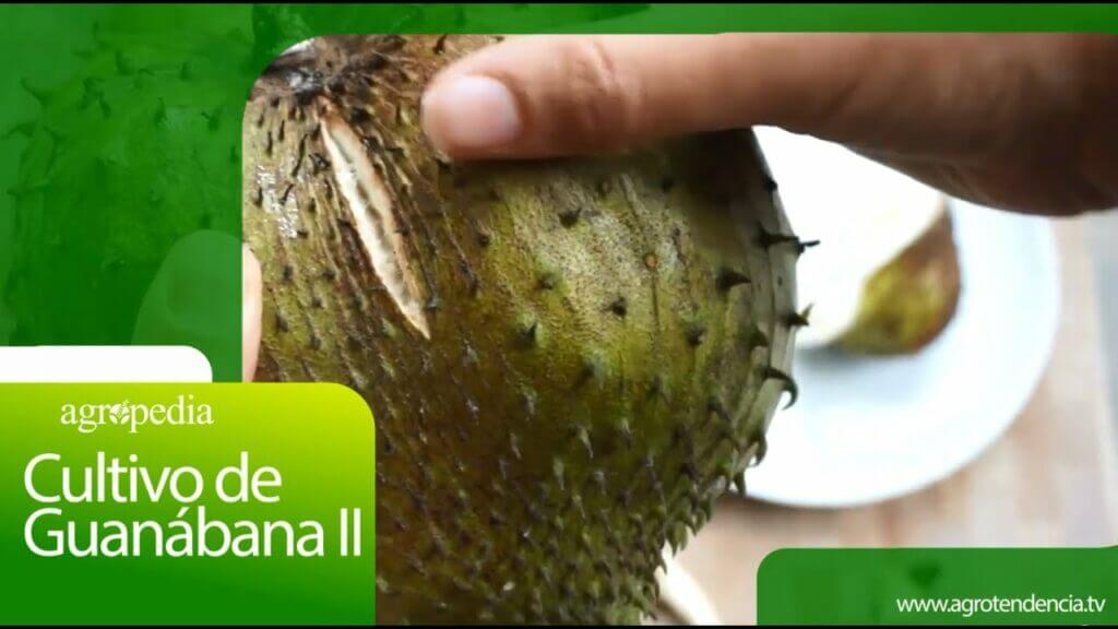 Descubre en cuánto tiempo crece un árbol de guanábana: sorprendente información