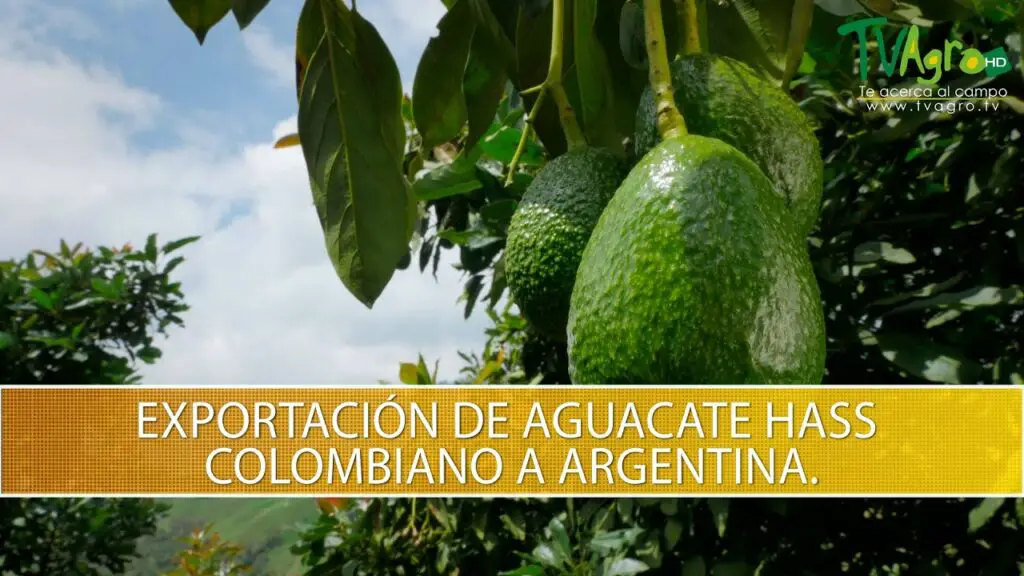 Aguacate o Palta: El Delicioso Debate Gastronómico en Argentina