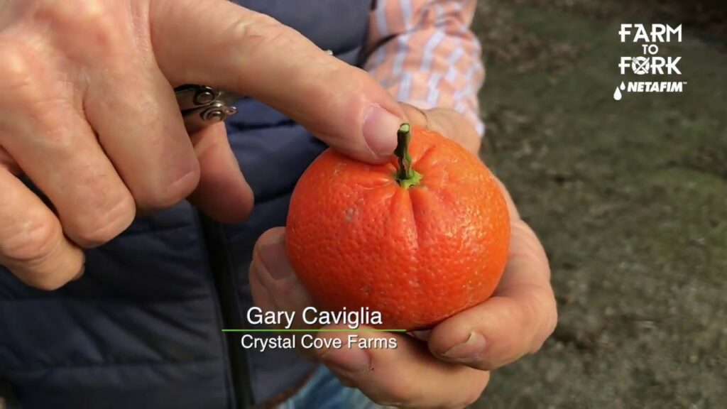 Descubre la explosión de sabor de la tangerine y mandarin en una sola fruta