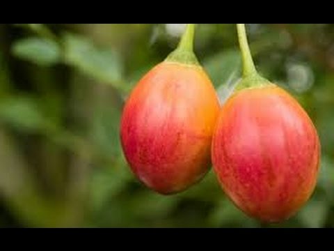 Descubre la exótica y sabrosa fruta del tomate de árbol en España ¡Imprescindible!