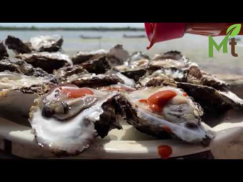 Descubre la gran diferencia: ostras vs ostiones